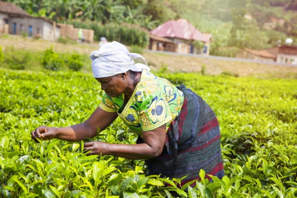 GettyImages-stellalevi africa farmer tea