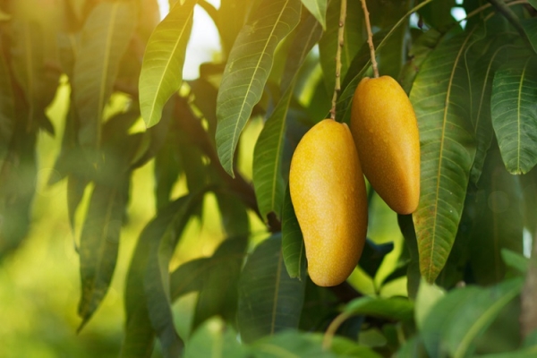 mango tree piyaset