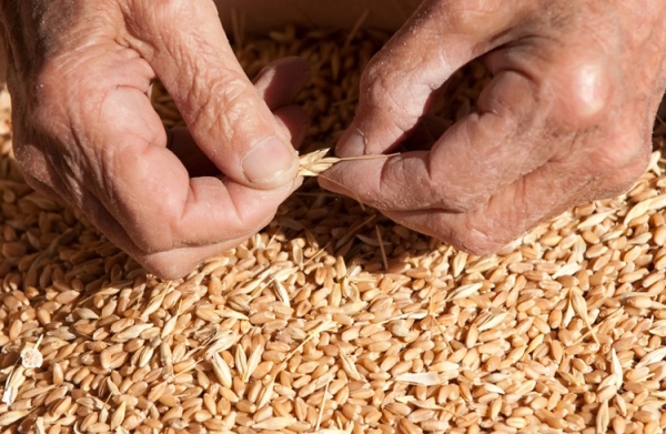 Old hands ancient wheat grain HAYKIRDI