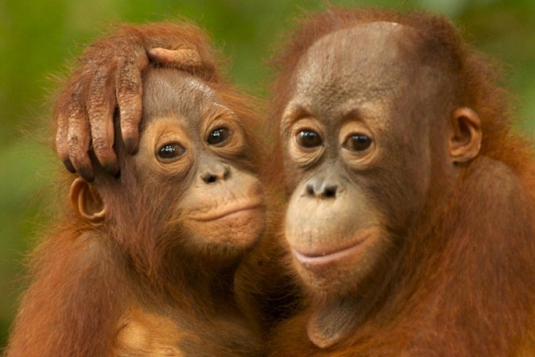 Orangutans - Markus Mauthe Greenpeace