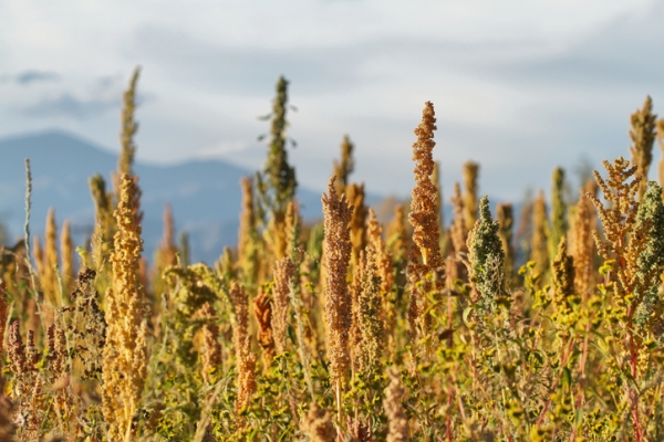 Quinoa plantation (Chenopodium quinoa) near Cachi, northern Argentina, estivillmi