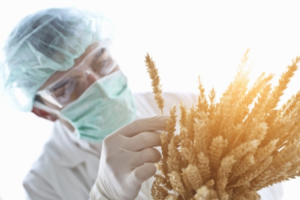Scientist examining wheat Getty