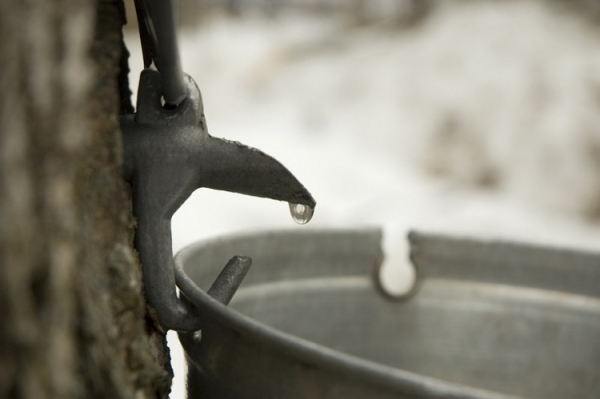 Tapping a maple tree GettyImages