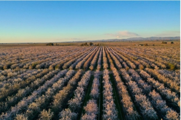 The Kind Almond Acres Initiative