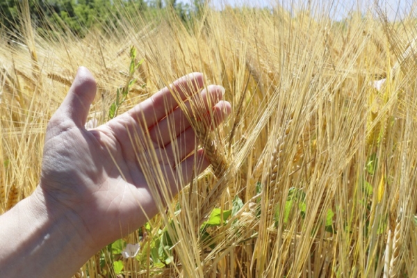 Wheat regenerative agriculture Getty