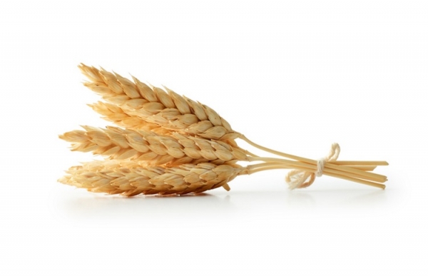 wheat Sezeryadigar