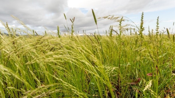 Teff is considered an 'ancient grain'. Pic: © iStock/derejeb