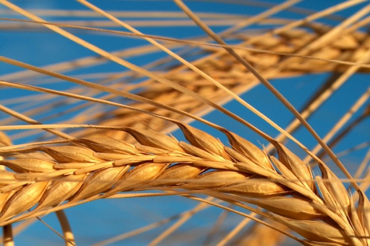 The new quality criteria for wheat introduced a minimum 11% of protein content and Hagberg falling numbers at a minimum of 220 seconds, according to Reuters.