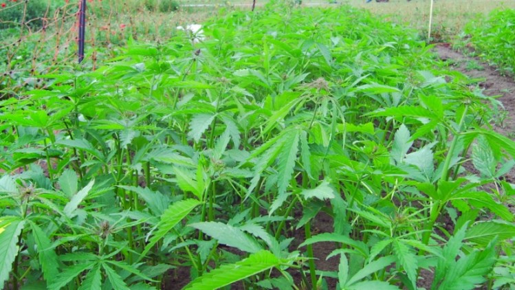 Cooking with hemp? UK researchers reveal high oleic hemp oil with industrial potential