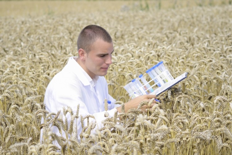 "We will have a lot more knowledge about the genome structure of wheat, including the genes responsible for fusarium which is more complex than rust traits."