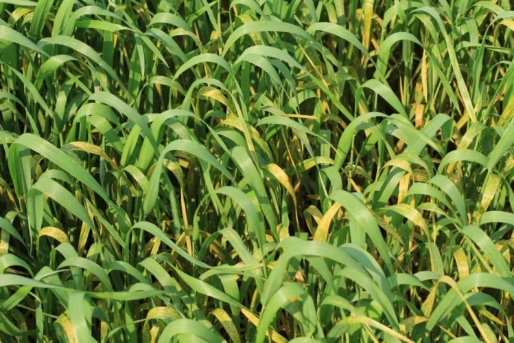 Wheat strip rust (pictured) is one of the major fungal pathogens of wheat.