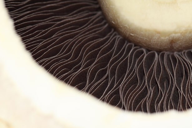 Mushroom waste can boost fibre and lower glycaemic response in extruded snacks, says study