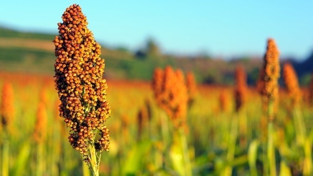 Joint venture will aim to boost access to sorghum crop. Picture: iStock - sayanjo65