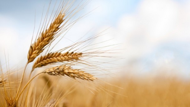The Wheat Quality Council aims to improve the value of wheat to the US supply chain. 