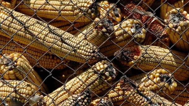 Researchers predict that climate change will enhance the growth of aflatoxin, which will effect maize. Pic: ©iStock/Milos Cirkovic