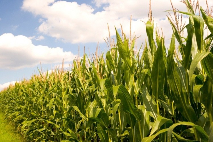 Corn flagged as particularly tight in terms of supply