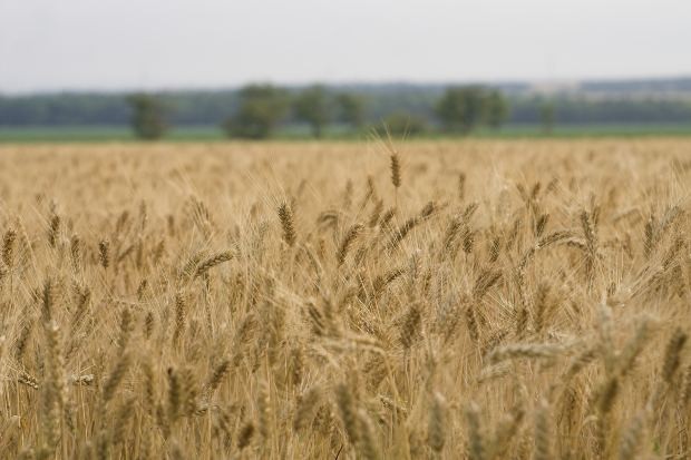 British wheat imports: Federation of Bakers reaction