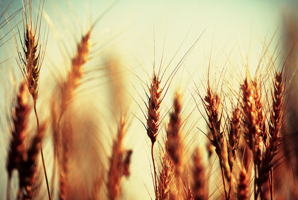 Wheat in Montana (Photo: Todd Klassy/Flickr)