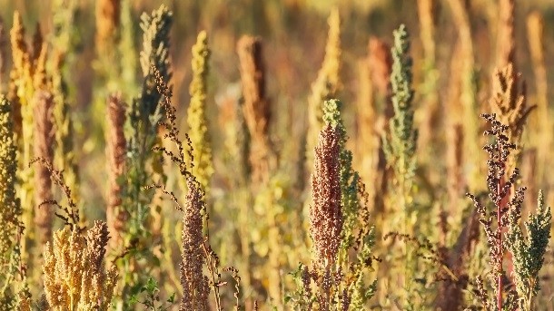 Ardent Mills has announced its support of the growing network of North American quinoa farmers. Pic: ©iStock/estivillml