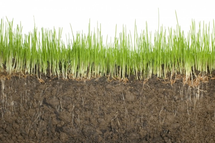 Scientists at the US Department of Agriculture (USDA) have identified a possible source of error in calculating soil carbon. (Photo from Digital Relativity)