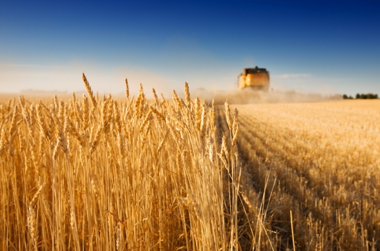 The tonnage of home grown wheat that was milled this year was up 25% on the previous year