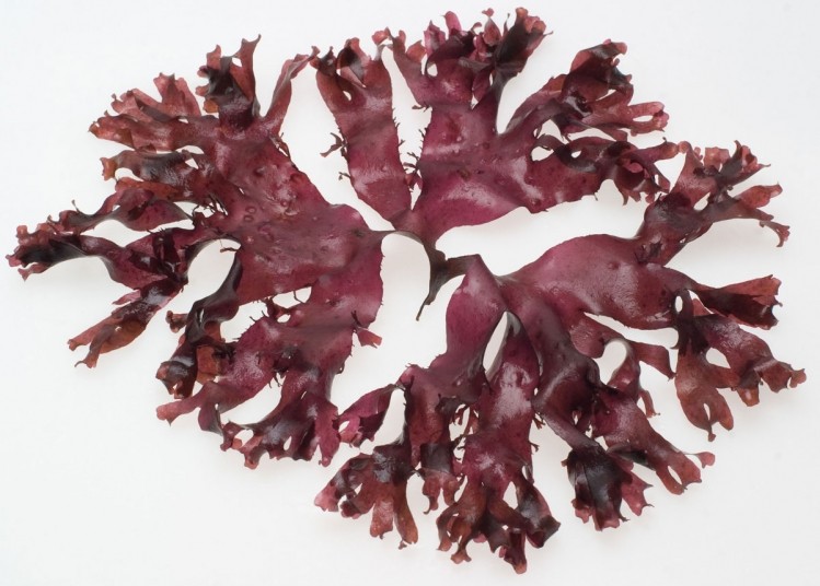 Red seaweed is common in Europe and America and should be seriously considered in managing heart health via bread, researchers say