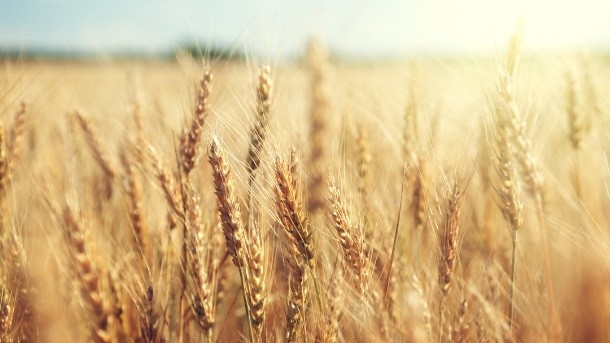 Astarta Grain is one of the largest vertically integrated agricultural companies in the Ukraine focusing on grains, among other things. Pic: iStock: ©lakovKalinin