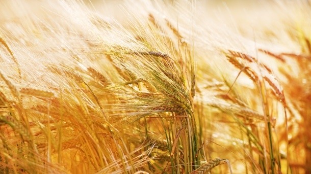 Dry weather is expected to reduce wheat plantings. Photo: iStock - Veresovich