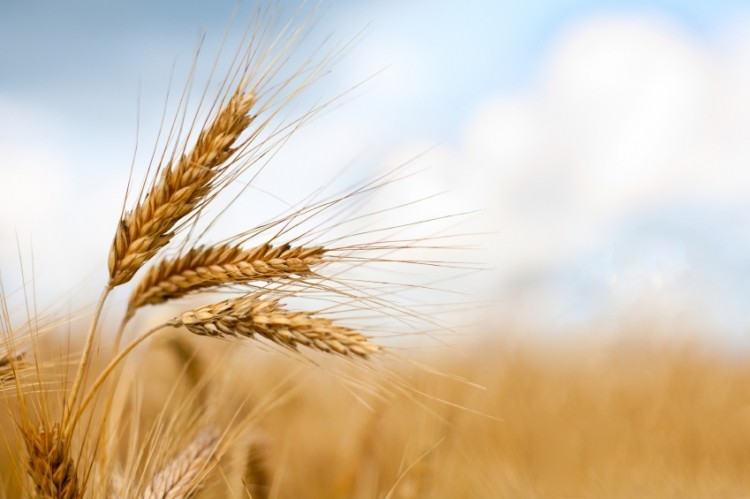 UK wheat planting for 2014 will be up 22% on this year - good news for suppliers and bakers, an analyst says