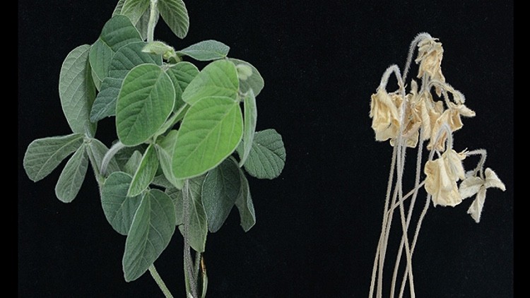 In salt-affected soils, the ability of soybean to resist the accumulation of sodium in its shoots can mean the difference between life and death.