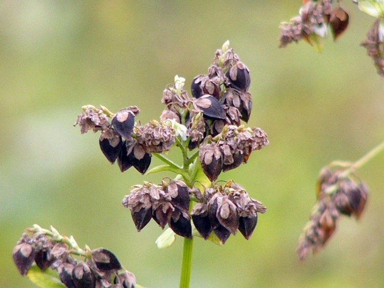 Buckwheat (Fagopyrum esculentum). Photo by K.G.Kirailla