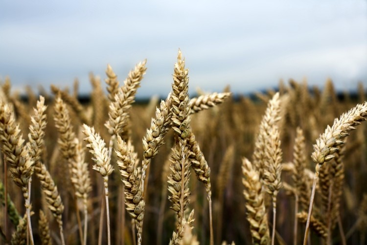 Wheat harvests are set to approach the record levels seen in 2011, the FAO predicts