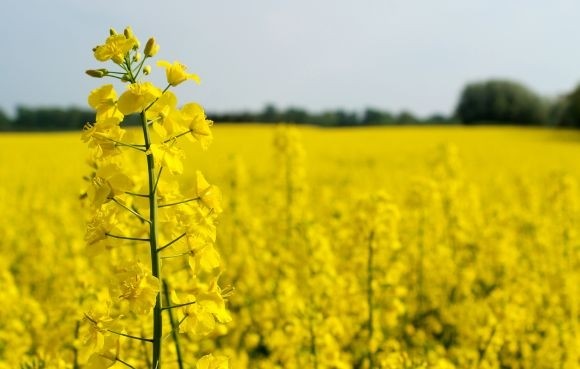 Omega-9 canola oils are not produced via genetic engineering, unlike the next generation of healthier soybean oils