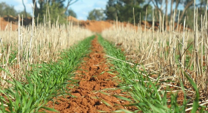 'Over-stating the climate change benefits of no-till is serious as it gives a falsely optimistic message of the potential to mitigate climate change through altered agricultural practices,' warns researcher. Photo Credit: Tobinnotill
