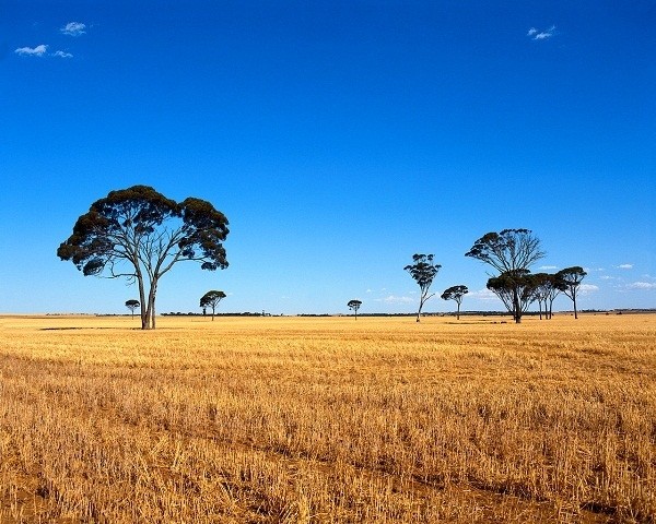 Australian farmers have allocated just 10% of wheat crops to forward sales overseas, compared to 30% last year