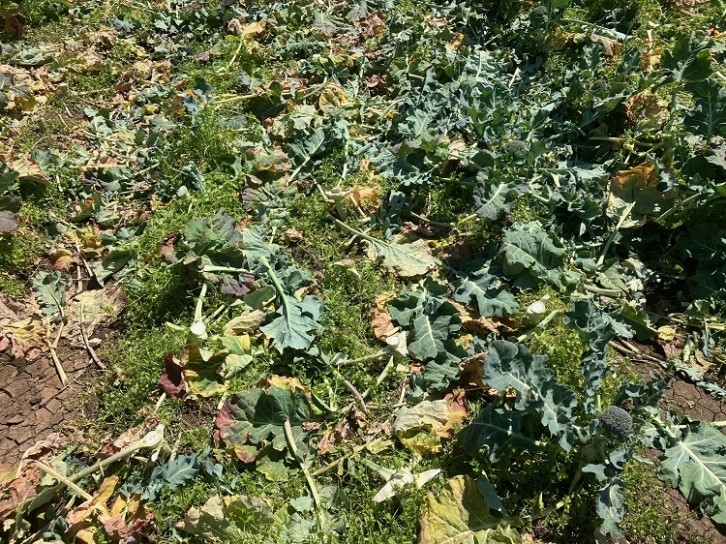 Broccoli Field Post-Harvest
