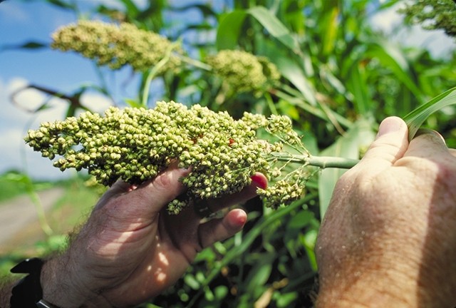 While industry use of sorghum remains nascent, scientists say there is huge potential given its gluten-free status