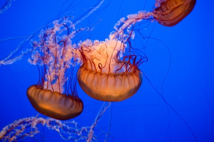 Jellyfish are nutritious and abundant - some say even a nuisance - and could be turned into a sustainable snack for the future. Pic: ©GettyImages/Meinzahn