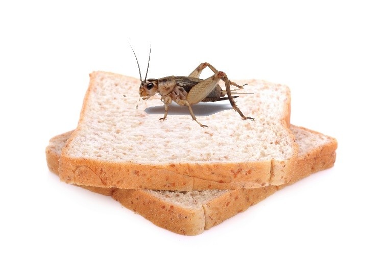 Adding cricket powder to bread enriches its nutrient composition - especially the protein content. Pic: ©GettyImages/premkh/PetrP