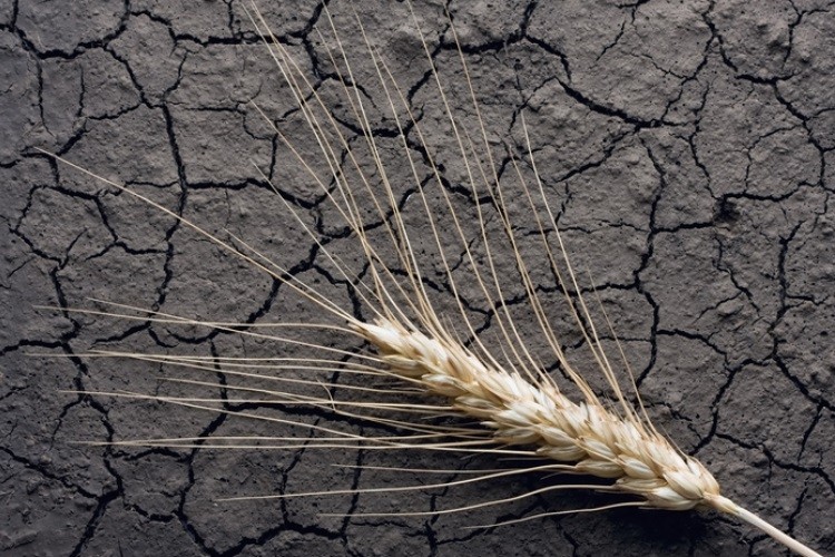 Hot and dry weather conditions are playing havoc with wheat production. Pic: ©GettyImages/Anest