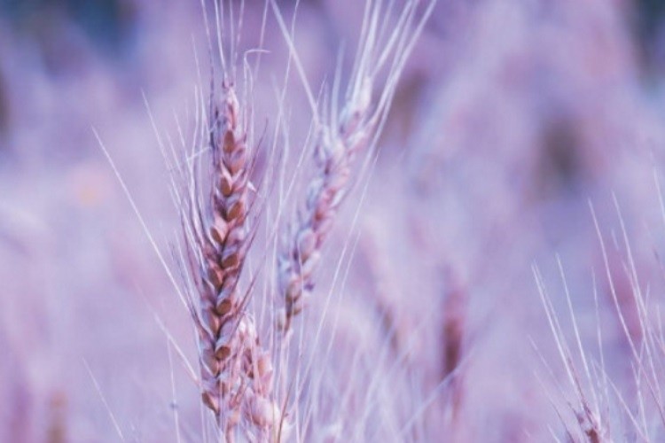 Purple durum wheat has been found to add functional benefits to products like pasta and bread