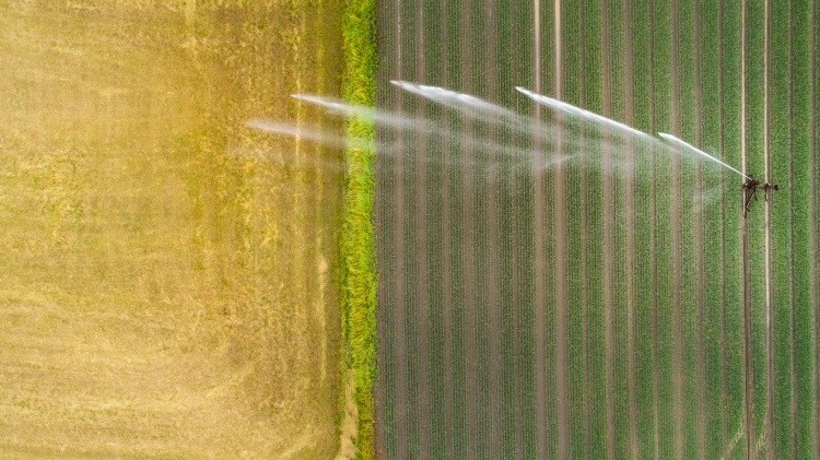 Wheat has a large water scarecity footprint. Pic: ©GettyImages/ollo