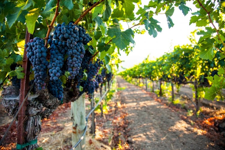 RayZyn lets grapes hang on the vine past the time they would typically be harvested for winemaking, and dries them to create a new 'superfood snack.' Pic: Getty Images/bmdesign