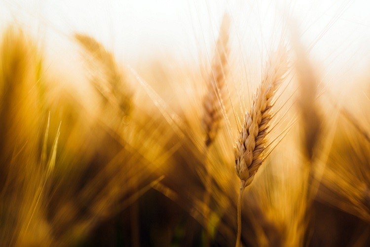 Campbell Soup has reached its target to get wheat farmers to register 70,000 acres into its fertilizer optimisation programme a year ahead of schedule. Pic: GettyImages/.nd3000