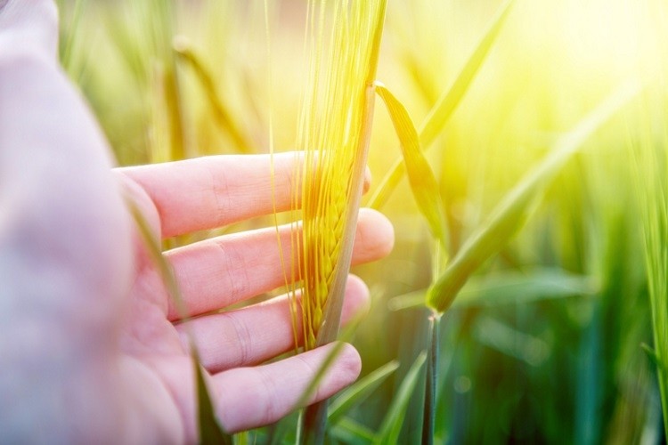 Ardent Mills has renewed its focus to build a more sustainable food system. Pic: GettyImages/Patrick Dixenbichler