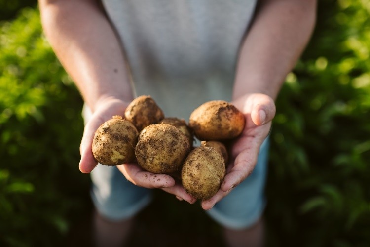 PepsiCo claims to have developed the FC5 potato variety, which has a lower moisture content, making it ideal for snacks like potato chips. Pic: GettyImages