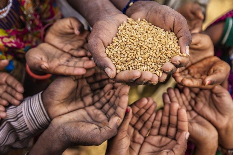 The African Development Bank's $1.5 billion African Emergency Food Production Facility will support smallholder farmers to fill the urgent food shortfall to feed 20 million people in Africa. Pic: GettyImages/hadynyahd shortfall.