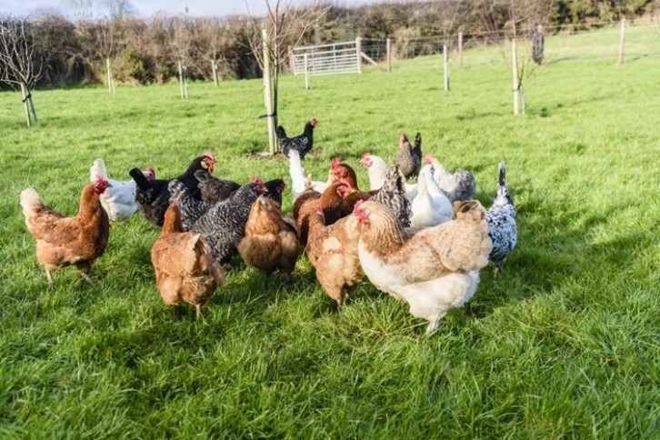 The UK's chief veterinary officer has lifted flockdown rules across the country, amid caution that the avian influenza outbreak continues to rage. Pic: GettyImages/Stephen Barnes