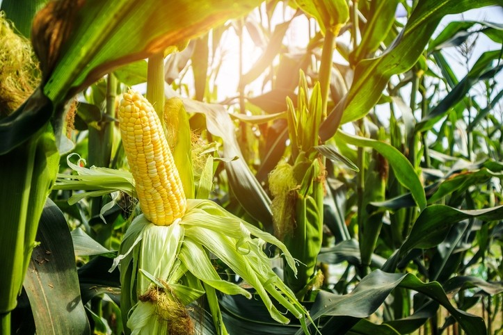 About 214,000 acres of land is devoted to organic corn in the US, with 90% of that supply used domestically, according to the Agricultural Marketing Resource Center. Pic: Getty Images/Kwangmoozaa