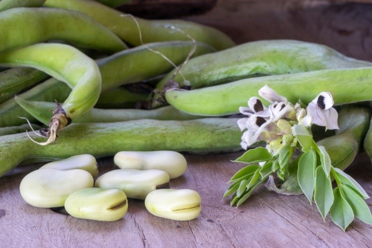 Faba bean is a rising star ingredient, with a 20% increase in product launches over the past five years. Pic: Shutterstock/Gaston Cerliani